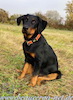 beauceron.net.de