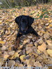 beauceron.net.de