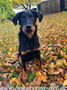 beauceron.net.de