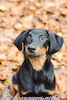 beauceron.net.de