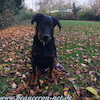 beauceron.net.de