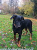 beauceron.net.de