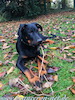 beauceron.net.de