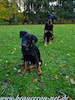 beauceron.net.de