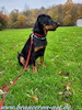 beauceron.net.de