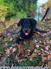 beauceron.net.de