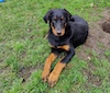 beauceron.net.de