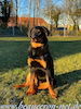 beauceron.net.de