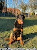 beauceron.net.de