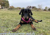 beauceron.net.de