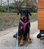 beauceron.net.de