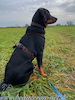 beauceron.net.de