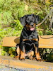 beauceron.net.de