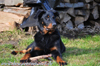 beauceron-net.de