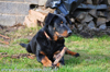 beauceron-net.de