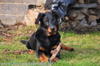 beauceron-net.de