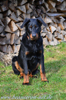 beauceron-net.de