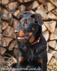 beauceron-net.de