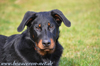 beauceron-net.de