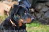 beauceron-net.de