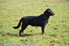 beauceron-net.de