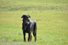 beauceron-net.de