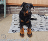 beauceron-net.de