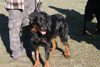 beauceron-net.de