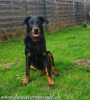 beauceron-net.de