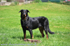 beauceron-net.de