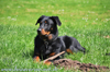 beauceron-net.de