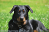 beauceron-net.de