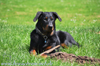 beauceron-net.de