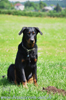 beauceron-net.de