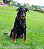 beauceron-net.de