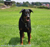 beauceron-net.de