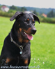 beauceron-net.de