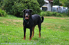 beauceron-net.de