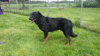 beauceron-net.de