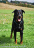 beauceron-net.de