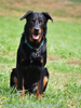 beauceron-net.de