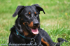 beauceron-net.de