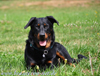 beauceron-net.de