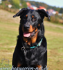 beauceron-net.de