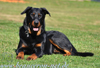 beauceron-net.de