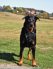 beauceron-net.de