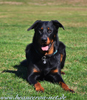 beauceron-net.de