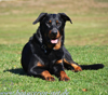 beauceron-net.de