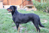 beauceron-net.de