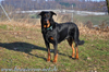 beauceron-net.de